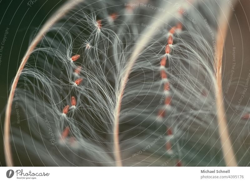 Macro shot: Fine hairs of a plant Plant Macro (Extreme close-up) Nature Close-up Detail Summer Easy threads Delicate Soft White Colour photo Sámen