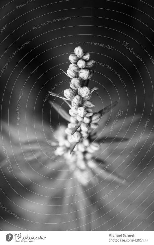 Small plant upstairs Plant Nature Black & white photo black-white Black and white photography Exterior shot Direct upright upstanding Pride