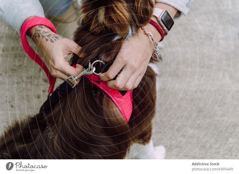 Crop woman putting on harness on fluffy dog put on animal leash obedient pet stroll city female street owner canine domestic together companion friend breed