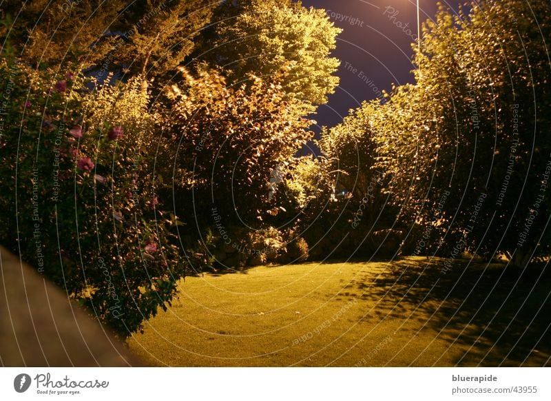 My Garden is my Nightlife Dark Glittering Wall (barrier) Grass Tree Bushes Lantern Street lighting Long exposure Gold Lawn Sky Colour