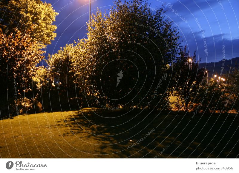 Garden by Night Dark Leaf Tree Clouds Light Birch tree Mystic Mysterious Sky Lawn Blue Gold Shadow