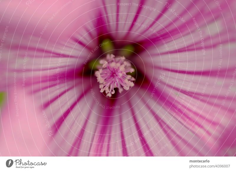 flower Flower Fragrance Environment Nature naturally Close-up Plant Blossom Foliage plant Soft Detail Near Fresh Growth Delicate sensitive Summer Spring Pistil