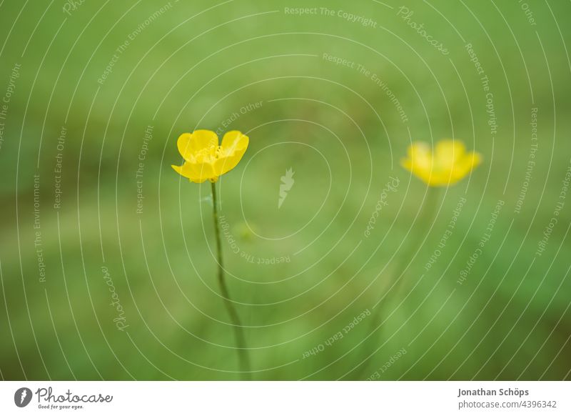 Buttercup macro in the meadow buttercup Meadow Green Yellow Minimalistic yellow flower Meadow flower two meadow plants Crowfoot plants ranunculus Flower Nature