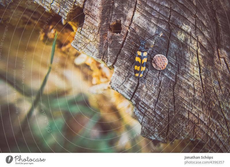 Ram beetle, wasp beetle on tree stump, beetle, Clytus arietis, longhorn beetle ram Waspbuck Longhorn beetle Tree stump Beetle Insect macro Black Yellow Nature