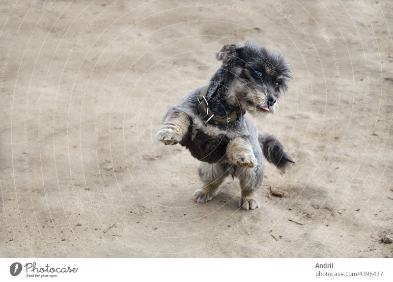 A playful black dog stands on its hind legs. Playing with pets. Care and education. jump cheerful joy playing smile cute adorable animal beautiful brown-eyed