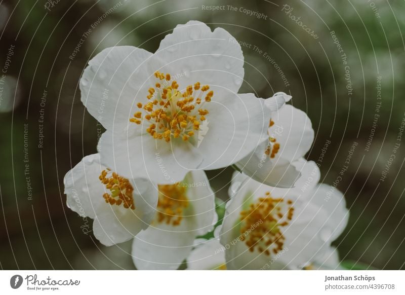 white flower macro shot after the rain Flower white flowers Blossoming Close-up Yellow Near pretty Analog Retro vintage movie Colour photo Plant naturally