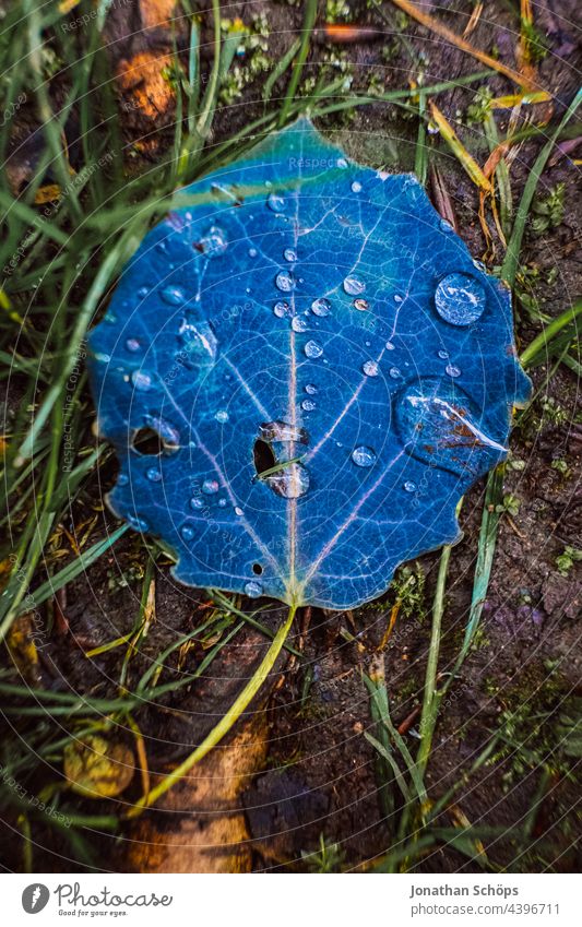 Blue leaf with raindrops on the forest floor Leaf foliage Drop Wet Rain Water Drops of water Woodground Close-up Nature Detail Weather Macro (Extreme close-up)