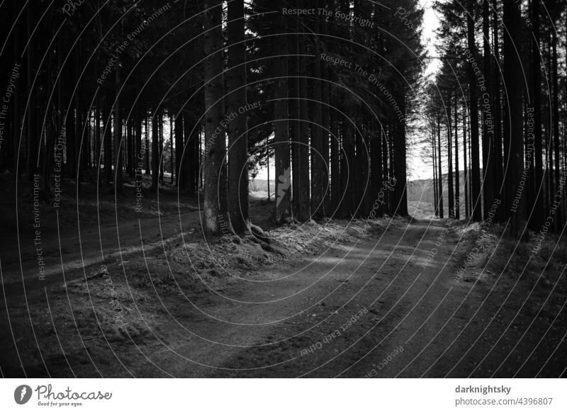 Forest of spruce with damage due to climatic changes with drought, heat and lack of frost Log 2.0 Forest death spruces Damage Environment deceased brown Drought