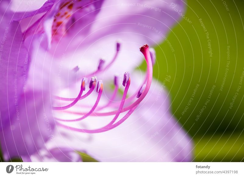 Macro of rhododendron blossom with green Blüte Busch Nahaufnahme geschlossen grün aufgehend erblühen Ericales heidekrautartig Sommer Frühling Gartenpflanze