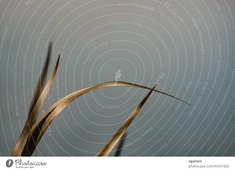 Tender leaves of some reed next to a lake with blurry background and negative space cane copper copy space cozy fragile fragility grass green growth minimal