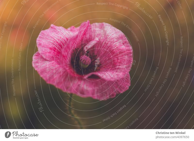 Dance in the flower bed - poppy blossom so delicate and light - seems almost weightless Poppy Poppy blossom Papaver rhoeas Silk poppy Corn poppy Summer