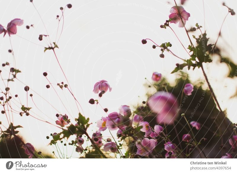 delicate pink autumn anemones in the morning back light Chinese Anemone Anemone hupehensis pink flower Autumn Anemone Back-light morning light Garden