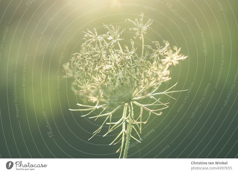 Beauty in August, withered wild carrot, delicate in the sunlight Wild carrot Blossom Flower umbel Apiaceae Umbellifer Wild plant Summer wild flower