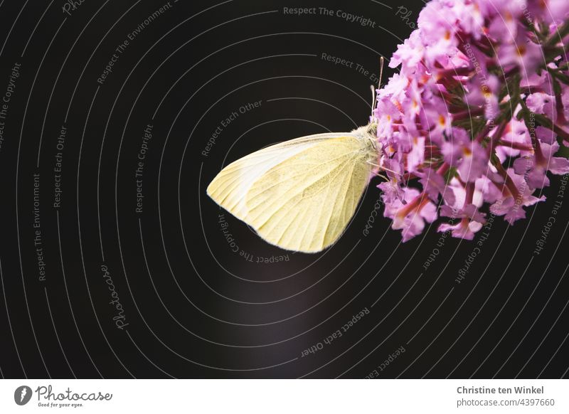 A hungry cabbage white butterfly has buried its little head deep in the blossoms of the summer lily Butterfly butterflies Pieris brassicae