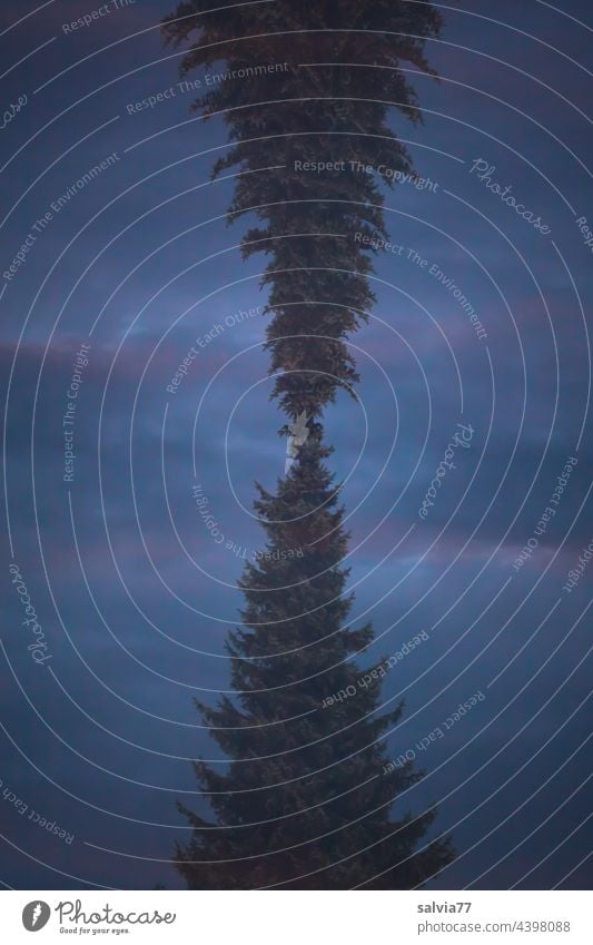 Pointed on head Fir tree Tree reflection Symmetry Double exposure Nature Deserted upside down Spruce Coniferous trees Dark somber Sky Clouds inverted world