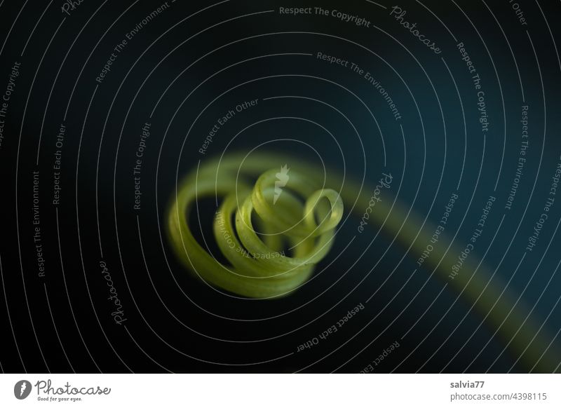 Cucumber vine Plant Tendril Creeper Deserted Colour photo Growth Green Macro (Extreme close-up) Isolated Image Copy Space top Spiral whorls Nature