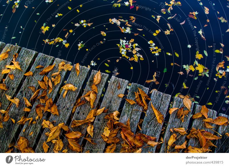 foliage falling on planks Environment Landscape Elements Water Autumn Beautiful weather Tree Leaf Garden Park River bank Island Emotions Moody Joy Happy