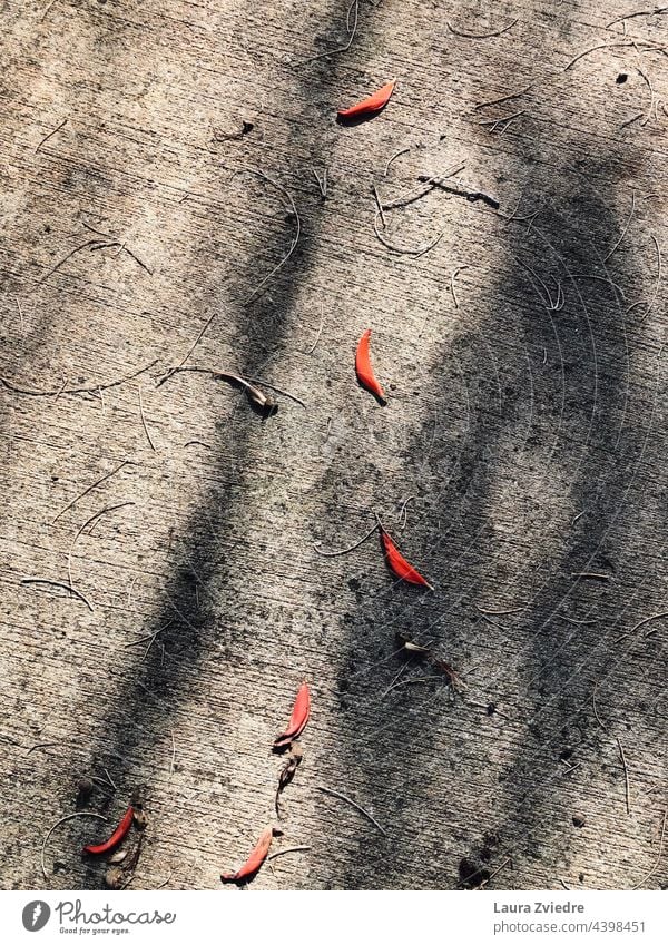 Leaves on the ground and the shadows Tree leaves Autumn Autumn leaves Autumnal colours Leaf Autumnal weather autumn mood Early fall Environment Nature nature