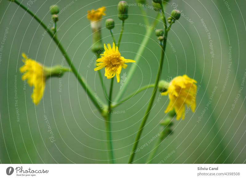 Perennial sowthistle in bloom closeup view with selective foreground focus spring yellow wildflower plant floral herb botany blossom flower petals meadow nature