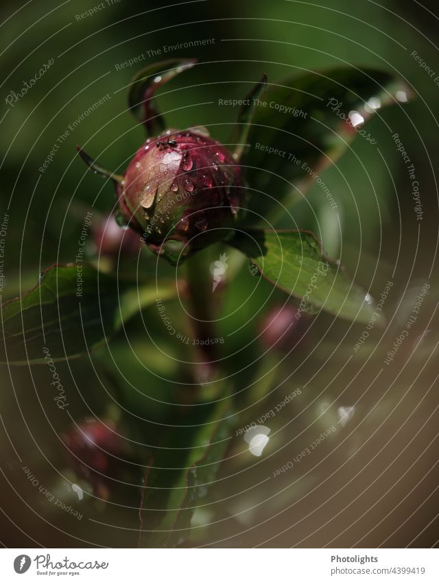 Bud of peony with raindrops and blurred background Deserted Day Glittering Structures and shapes Spring Colour photo blurriness Wet Exterior shot Foliage plant