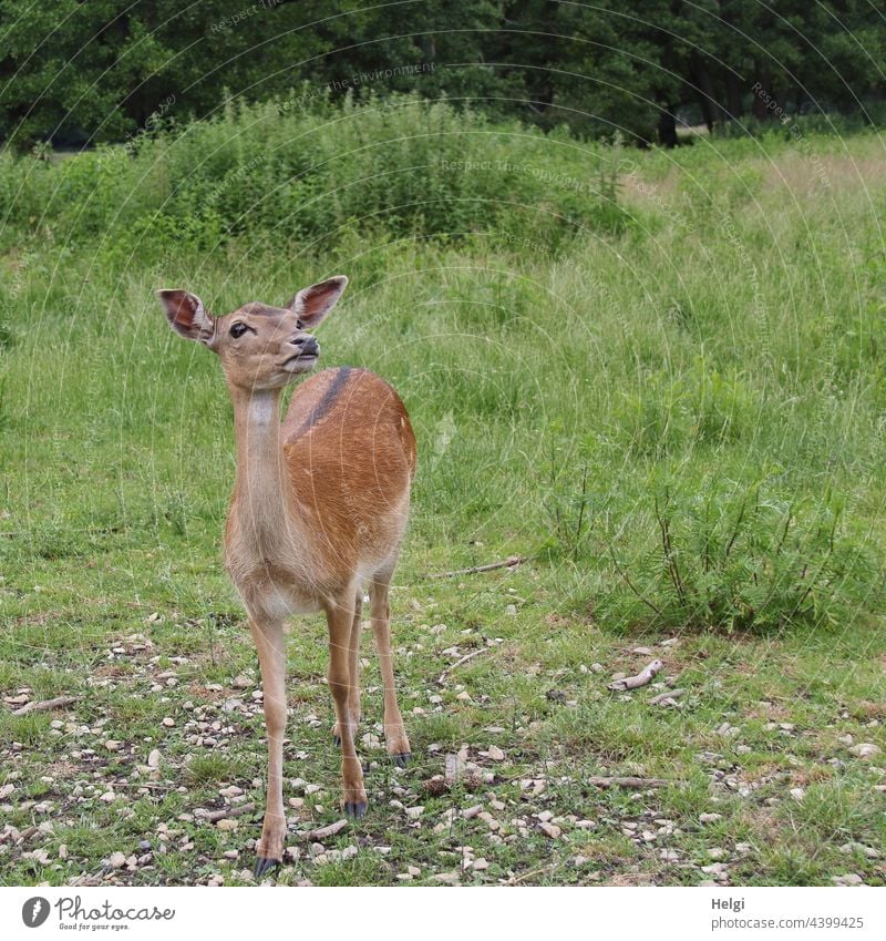 a velvet animal stands on a meadow and looks upwards Fallow deer Velvet feminine Fallow deer enclosure Animal portrait Exterior shot Deserted 1 Looking Meadow