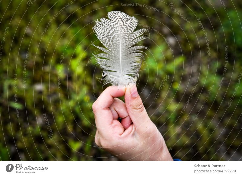 Bird feather between fingers Hand Feather Fingers stop Tweezers Pattern Fluffy Nature Discover explore White Grand piano Exterior shot Flying