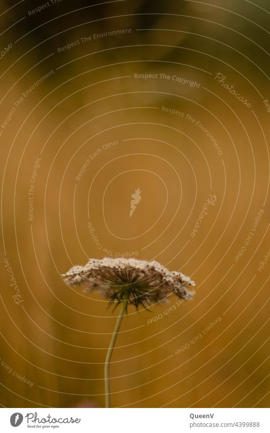 White flower seen from behind Flower Green Spring Nature Blossoming Meadow Summer Plant Grass Yellow Day Environment Wild plant Shallow depth of field