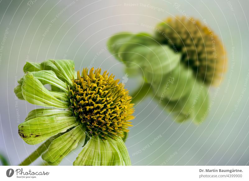 Echinacea purpurea from North America, cultivar with green ray florets echinacea purple echinacea Flower inflorescence blossom Plant Tongue blossoms Yellow