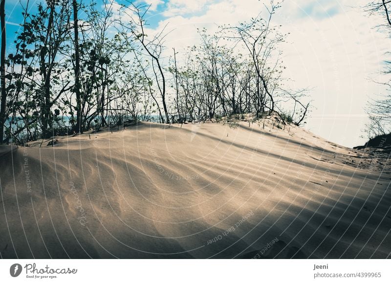 Windblown sand on the cliffs of the Baltic Sea Sand Sugarsand Fine Blow Blown away steep coast Island wavy Pattern Beach Landscape Ocean Baltic coast