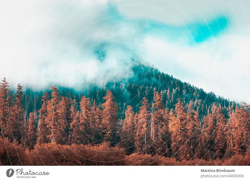 Trees besides the  Hoh river in the Olympic National Park with clouds on the tree tops hoh hoh rainforest olympic national park teal orange washington landscape