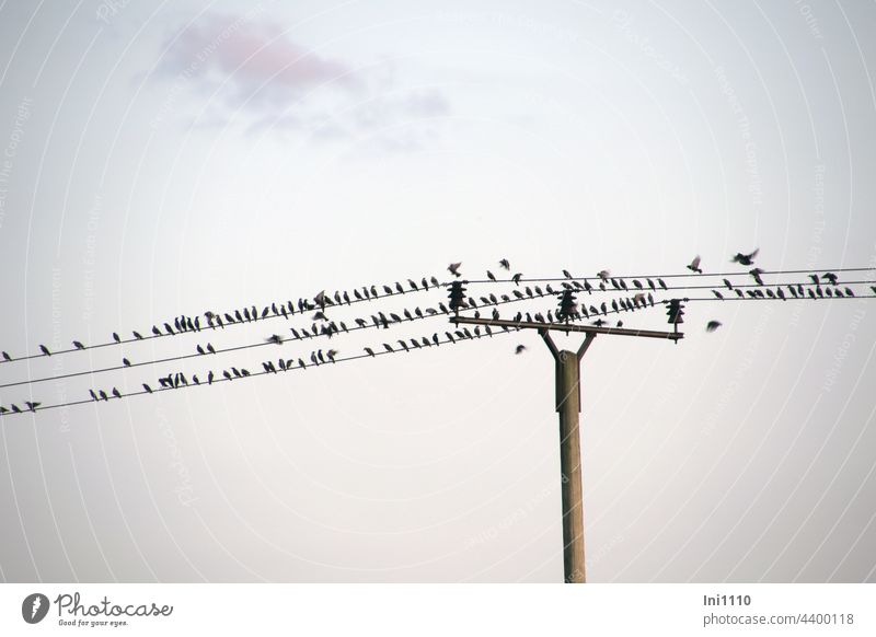 Starlings gather on power lines Evening grey sky late summer Bird Migratory bird Sturnus vulgaris Starling flocks close-packed group troop Swarming