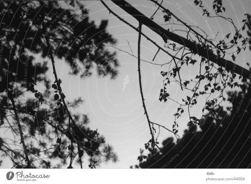 branches Leaf Diagonal Tree Branch Black & white photo