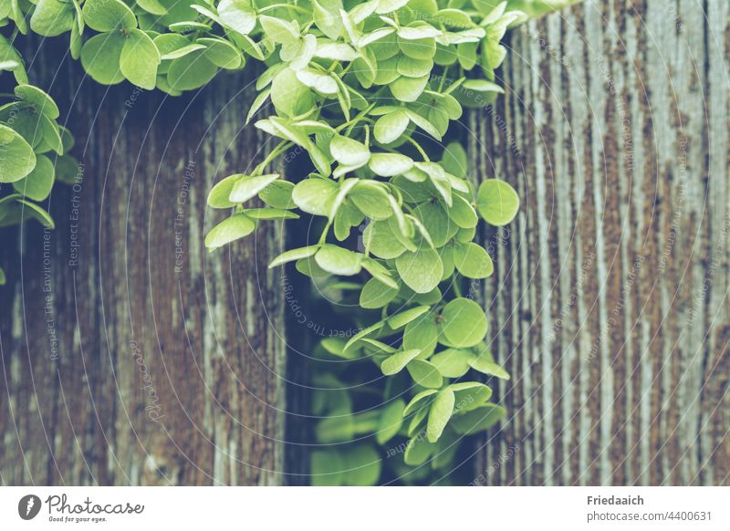 Hydrangea flower peeking through weathered wooden fence Blossom Wooden fence lattice fence Garden fence Flower annabelle Nature Plant Colour photo Exterior shot