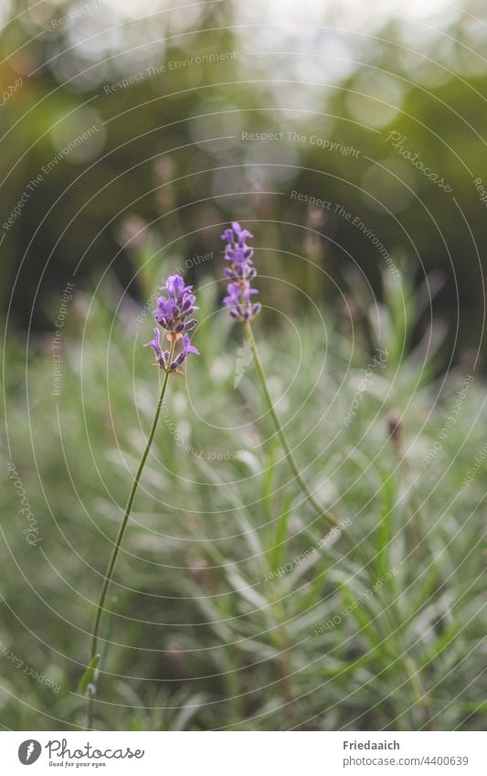 Two delicate lavender flowers approach each other Lavender Lavender bush Garden gardening pleasure Violet Summer Fragrance Plant Nature Colour photo