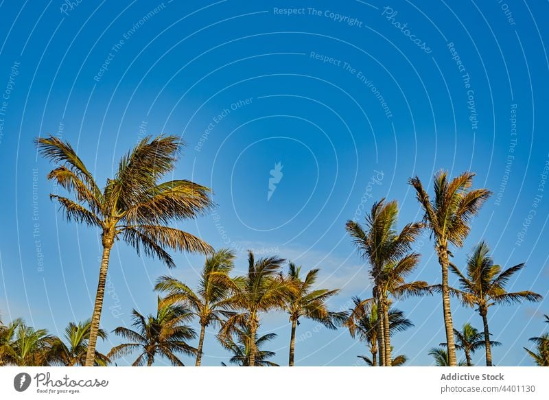 Tropical palms against blue sky summer exotic resort sunny daytime leaf flutter tree fuerteventura spain canary islands plant tropical flora growth foliage