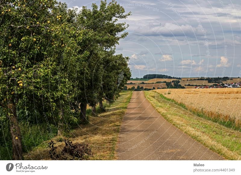 Summer landscape with wheat fields and road nature rural sky summer sun green tree horizon sunrise meadow grass spring flowers panoramic sunny path cloud blue