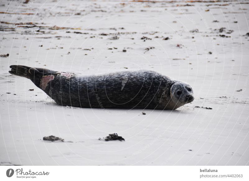 injured seal off Helgoland Seals Seal colony Animal Colour photo Exterior shot Wild animal Nature coast Environment Day Beach Deserted Ocean North Sea Water