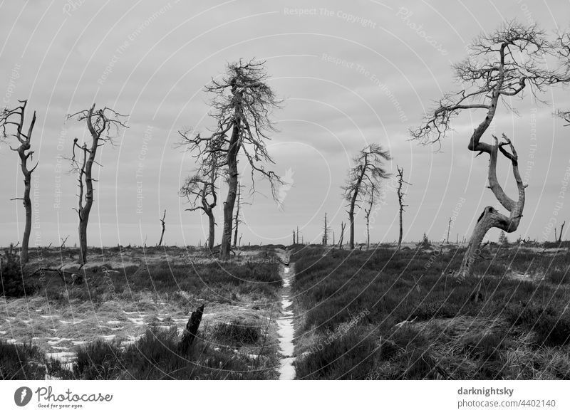 Noir Flohay in the Hautes Fagnes, consisting of dead trees and grassland of an upland moor and hiking area Ice Cold Winter rural country Heathland Steppe Veins