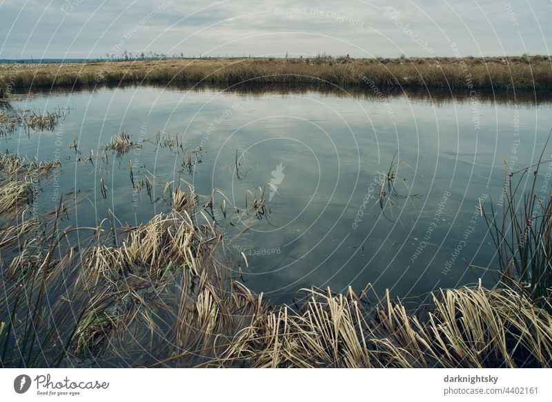 Eifel or Hohes Venn, consisting of water, marsh, moor, grassland with frozen elements in winter time Ice Cold Winter rural country Heathland Steppe Veins hoge