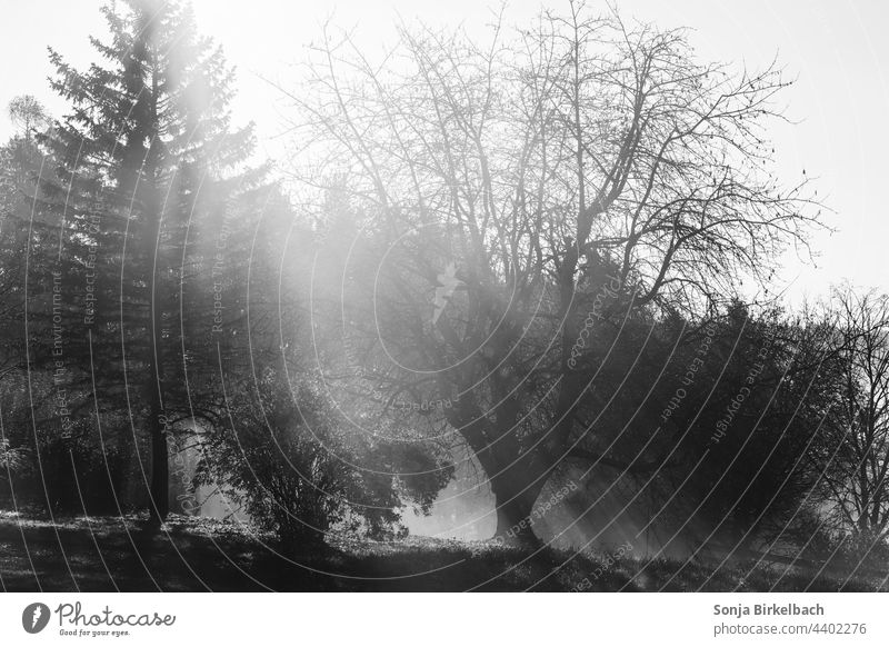 Sunshine in winter - sun rays fall through the morning mist in the garden Sunbeam sunshine Landscape Garden black-and-white Winter Nature Exterior shot Cold