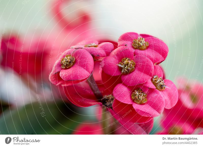 Euphorbia milli, Euphorbiaceae, red inflorescences of the Christ thorn Crown-of-thorns Red from Madagascar shrub succulent Plant Houseplant venomously lactating