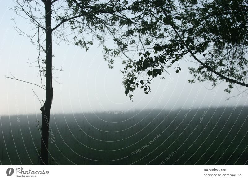 Fog in Oberberg Evening Meadow May 2005 Dusk Vantage point tree