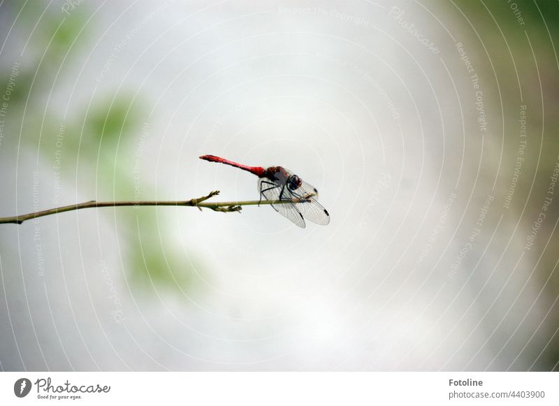 A blood red damselfly sits on a branch and waits very nicely until I have pulled the trigger. Dragonfly Sympetrum dragonfly Blood Red Red-blooded Darter Insect