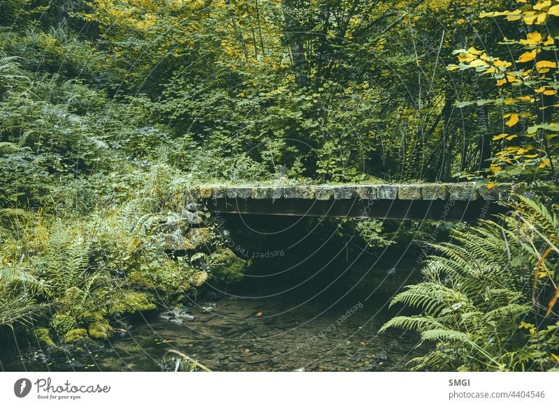 Small wooden bridge in the middle of a forest in northern Spain. Lonely place, magical place nature lonely landscape outdoor loneliness solitude alone scene