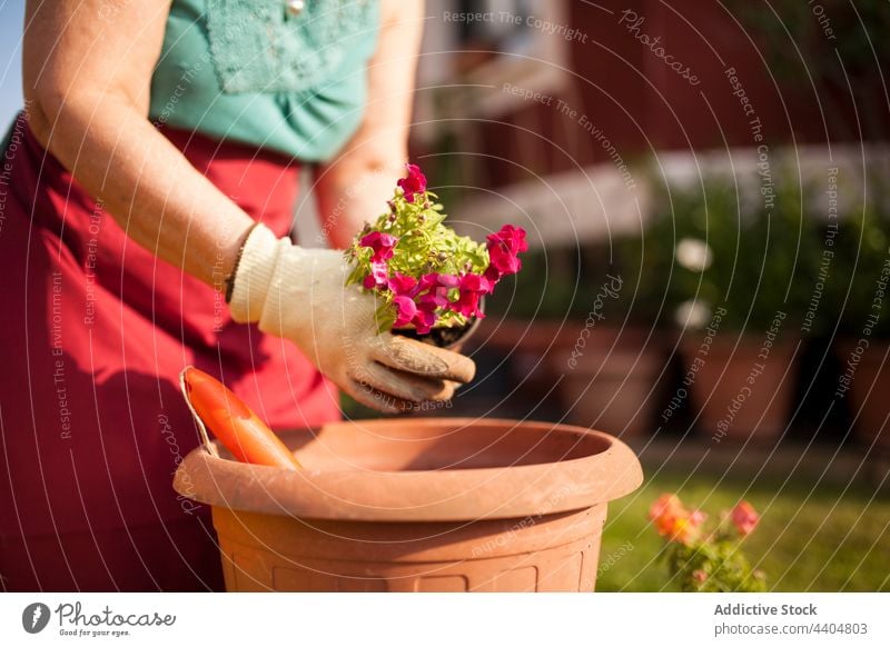 Anonymous mature woman gardener flowers plants relaxation break nature work free spring terrace hands passion hobby checkered young gardening lifestyle shirt