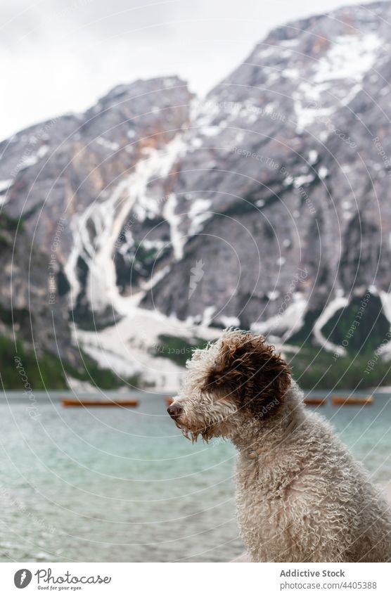 Fluffy dog sitting on shore of lake in highlands lakeside pond animal fluff pet mountain lake braies dolomite italy alps pragser wildsee spanish water dog