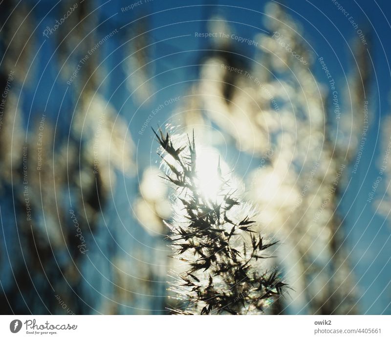 shaggy Reeds Bushes Glittering Back-light Colour photo Silhouette Peaceful Plant Light Shadow Contrast Morning Landscape Exterior shot Mystery fuzzy blurred out