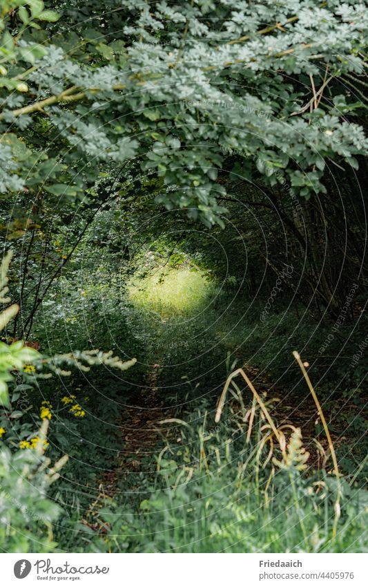 A small ray of hope in the forest thicket Forest thickets Green Shaft of light Bright spot Nature natural purple Environment Clearing Woodground Tree Light