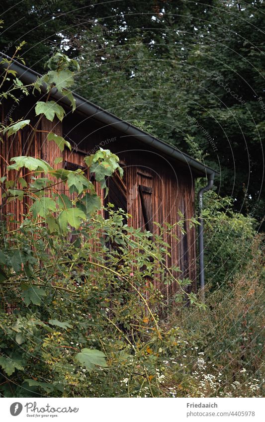 Wooden hut overgrown with bushes in the forest Hut Nature Environment Plant Exterior shot Green Tree Bushes Forest Landscape Day naturally Colour photo