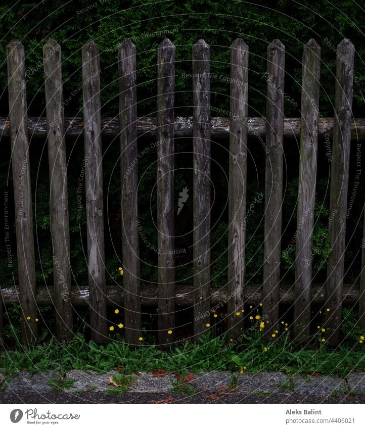 Wooden garden fence with flowers, grass and bush Garden fence Green little flowers Yellow Brown Old Colour photo Fence Exterior shot Deserted Summer